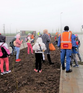 Foto plantare sălcii_1